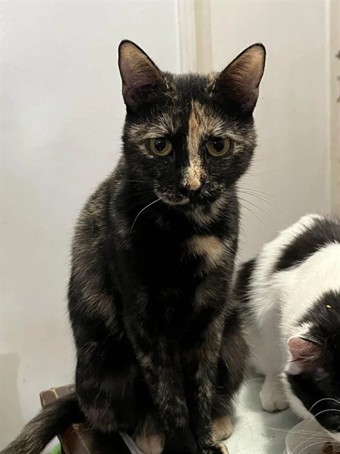 Hazel