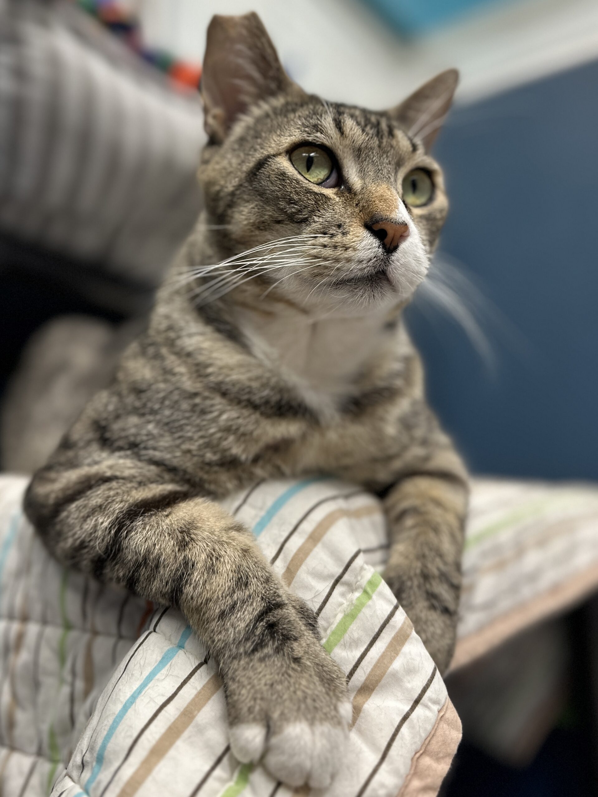Milo