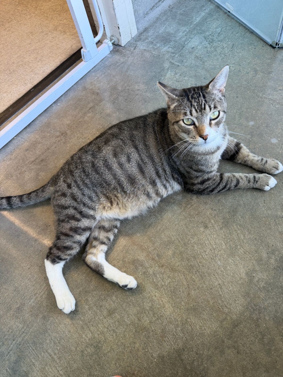 milo