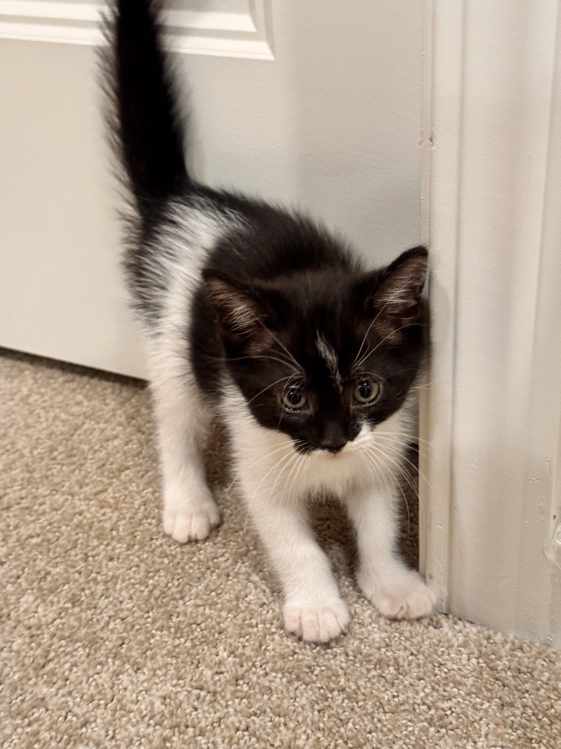 mochi2