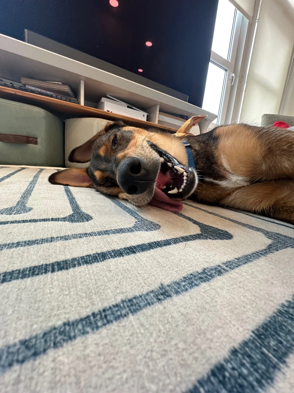 nala (1)