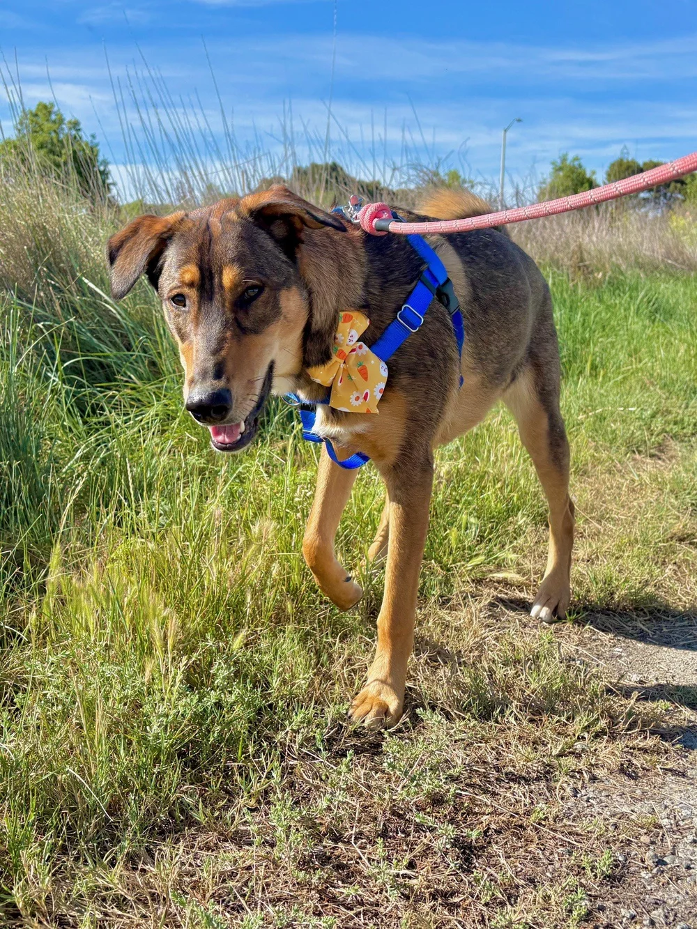 nala+1