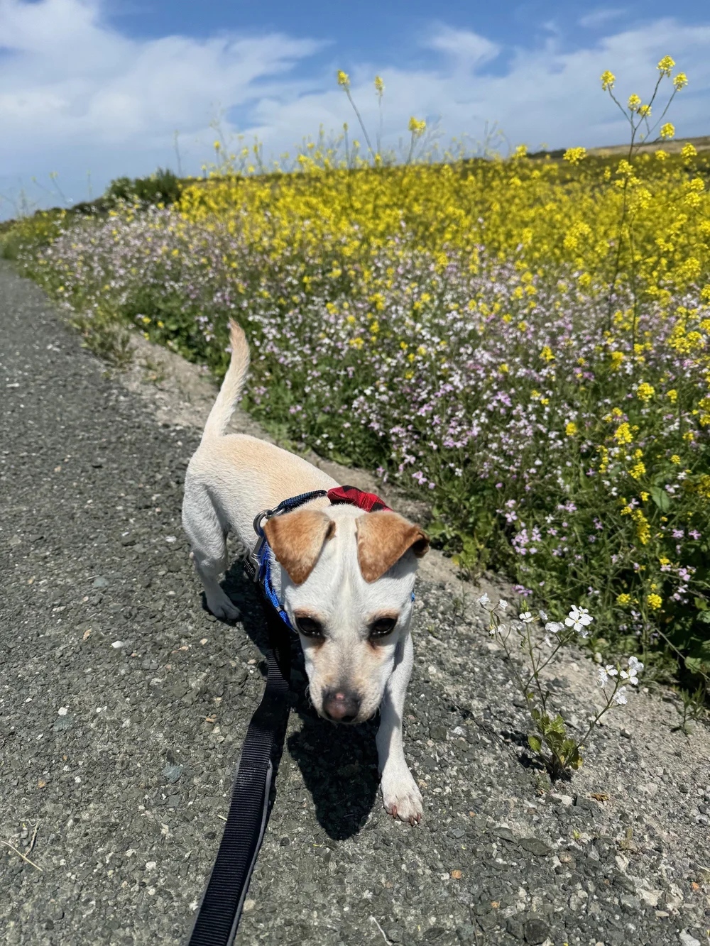olaf (1)