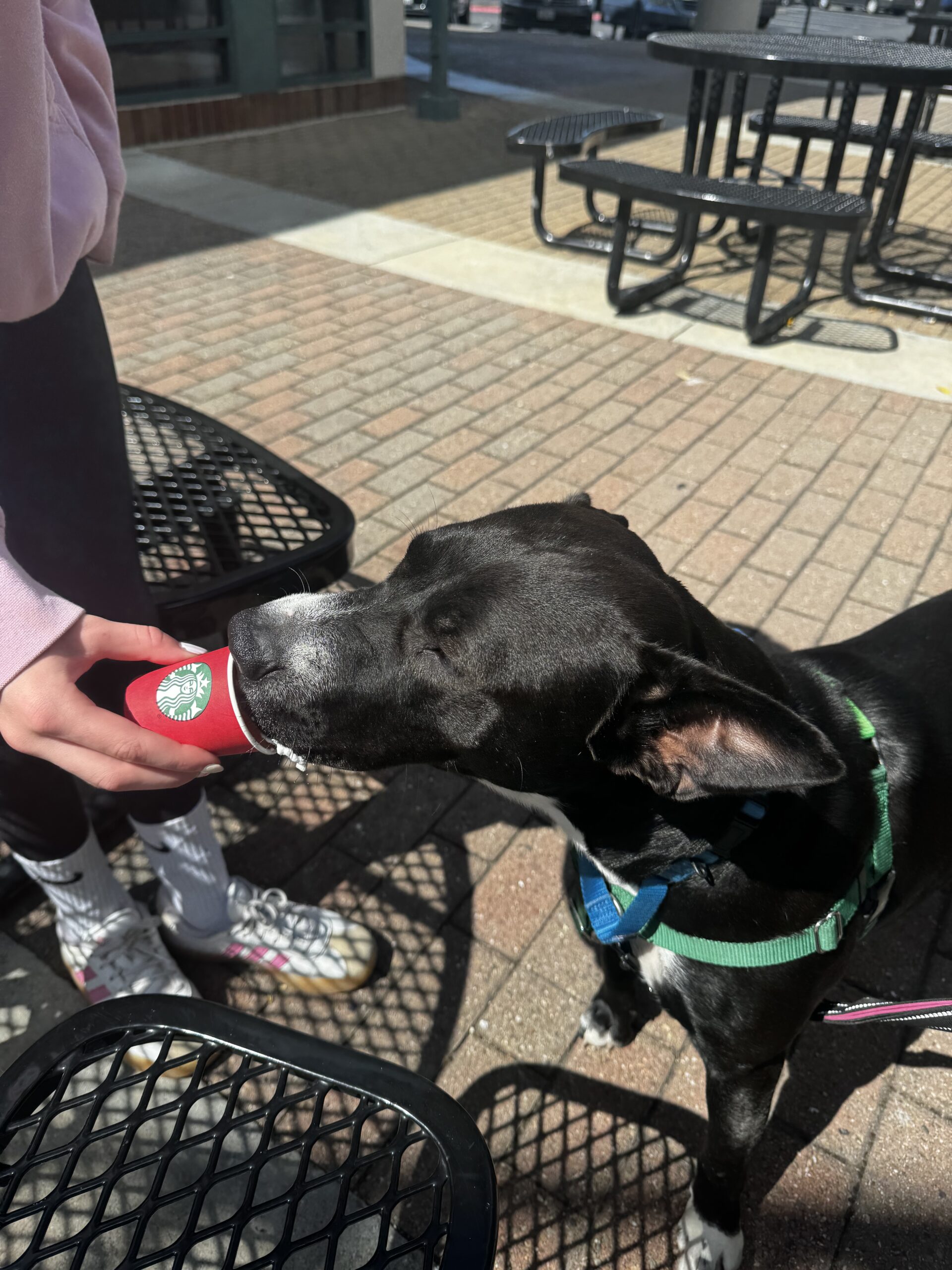 pupcup