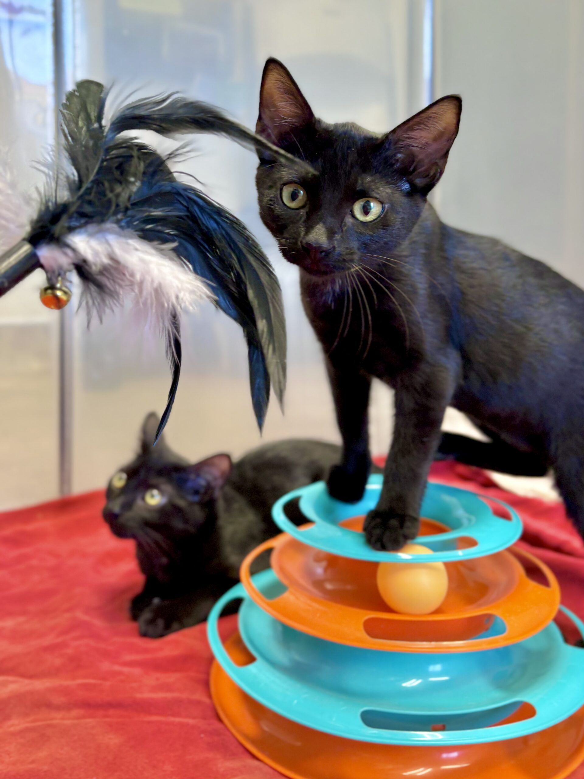 Inky, Midnight