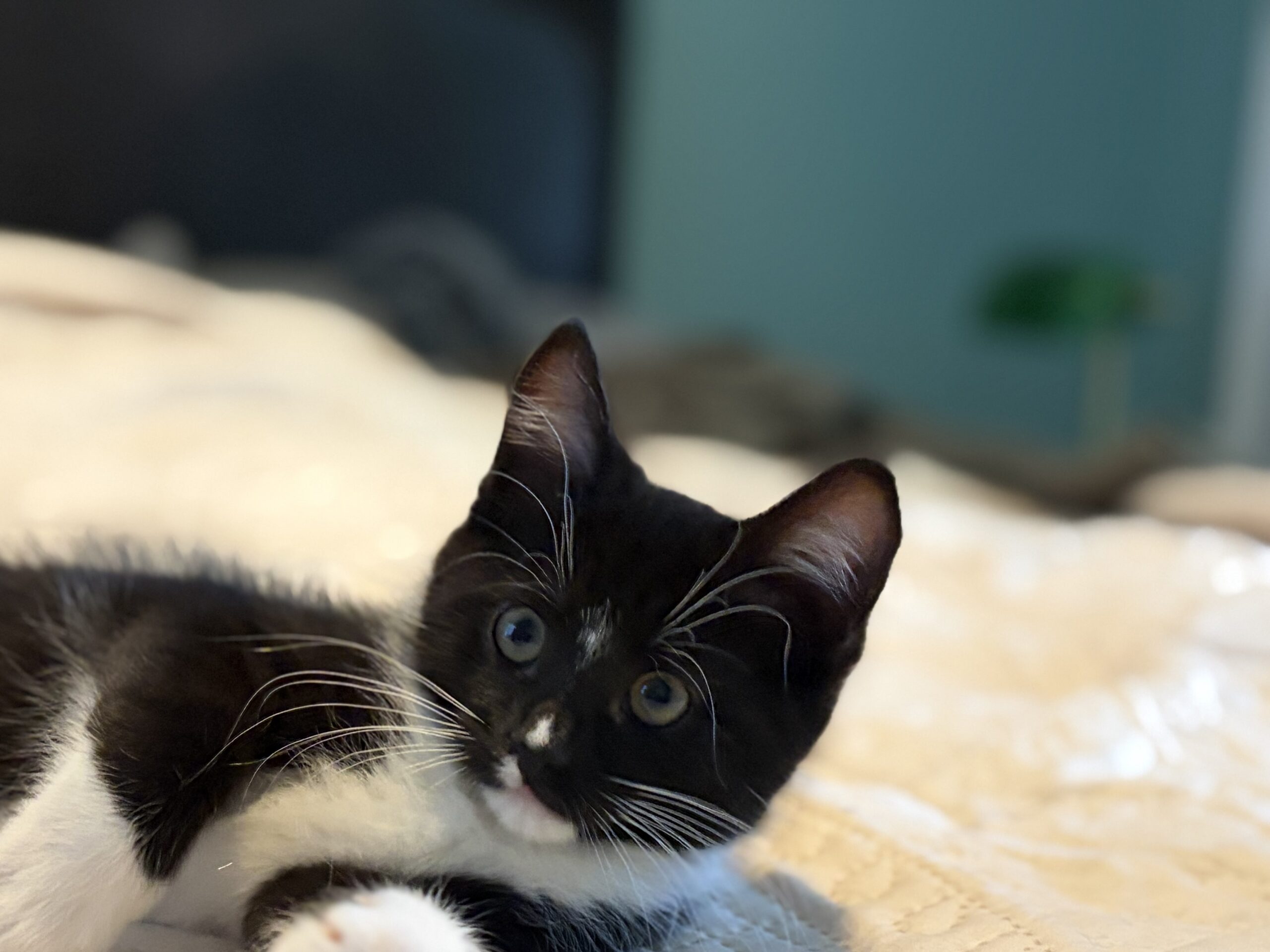 Tux 1