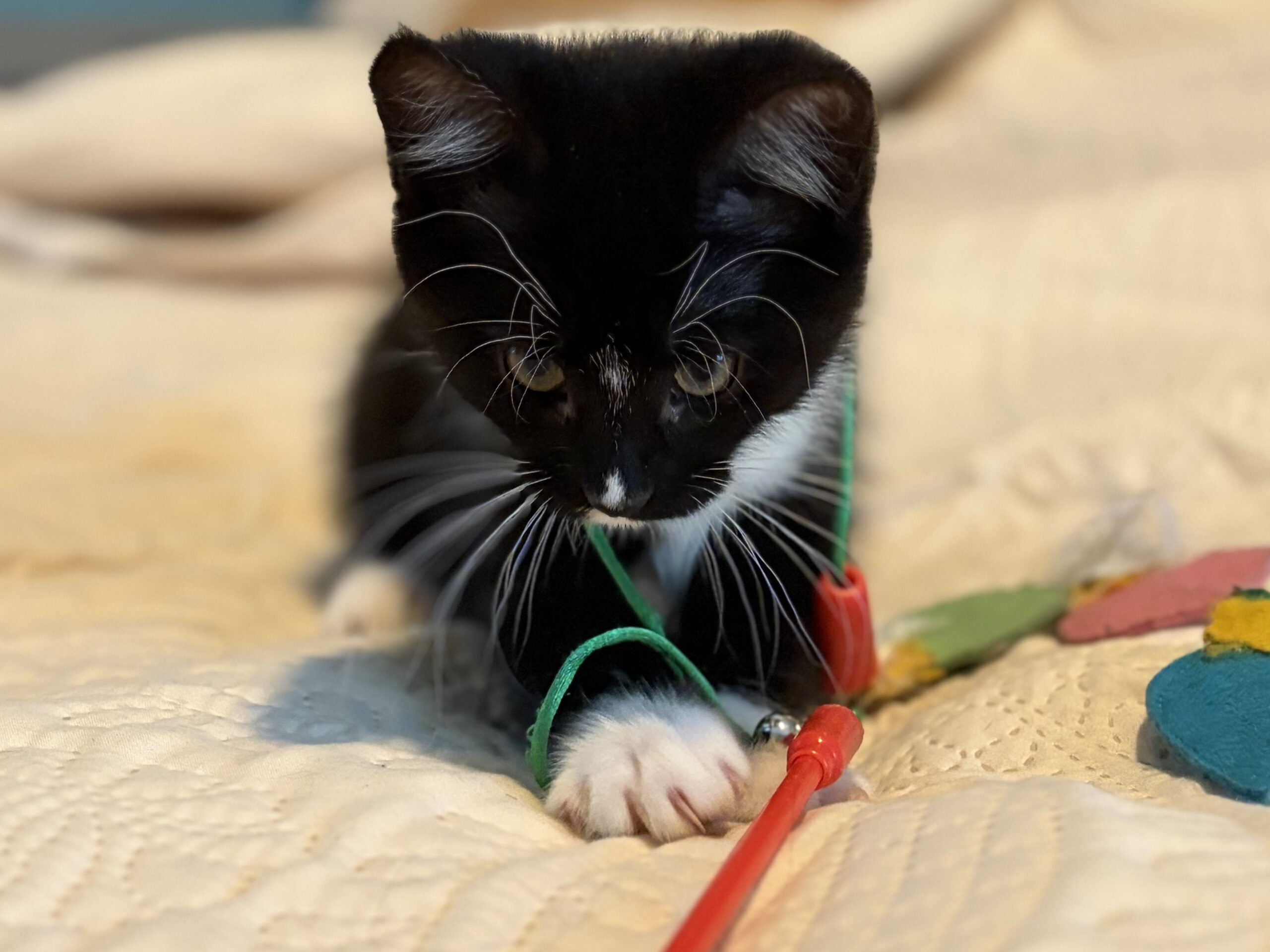 Tux