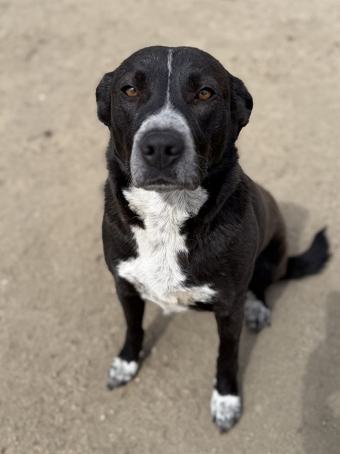 daisy1