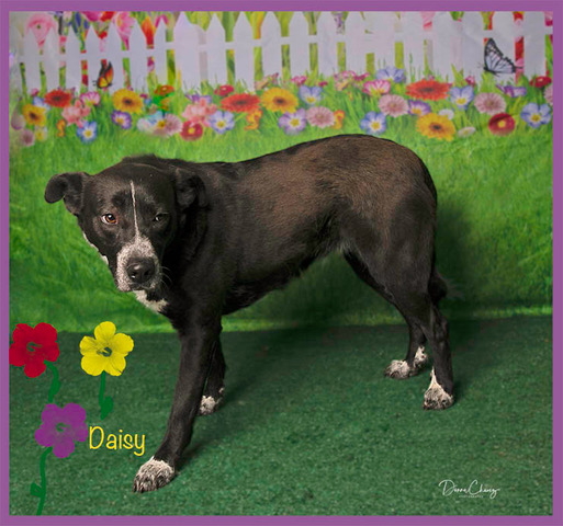 daisy2