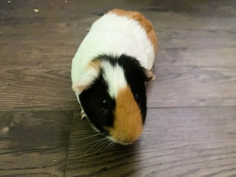 peanut