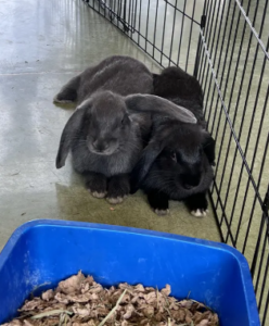 Baxter and Binkster