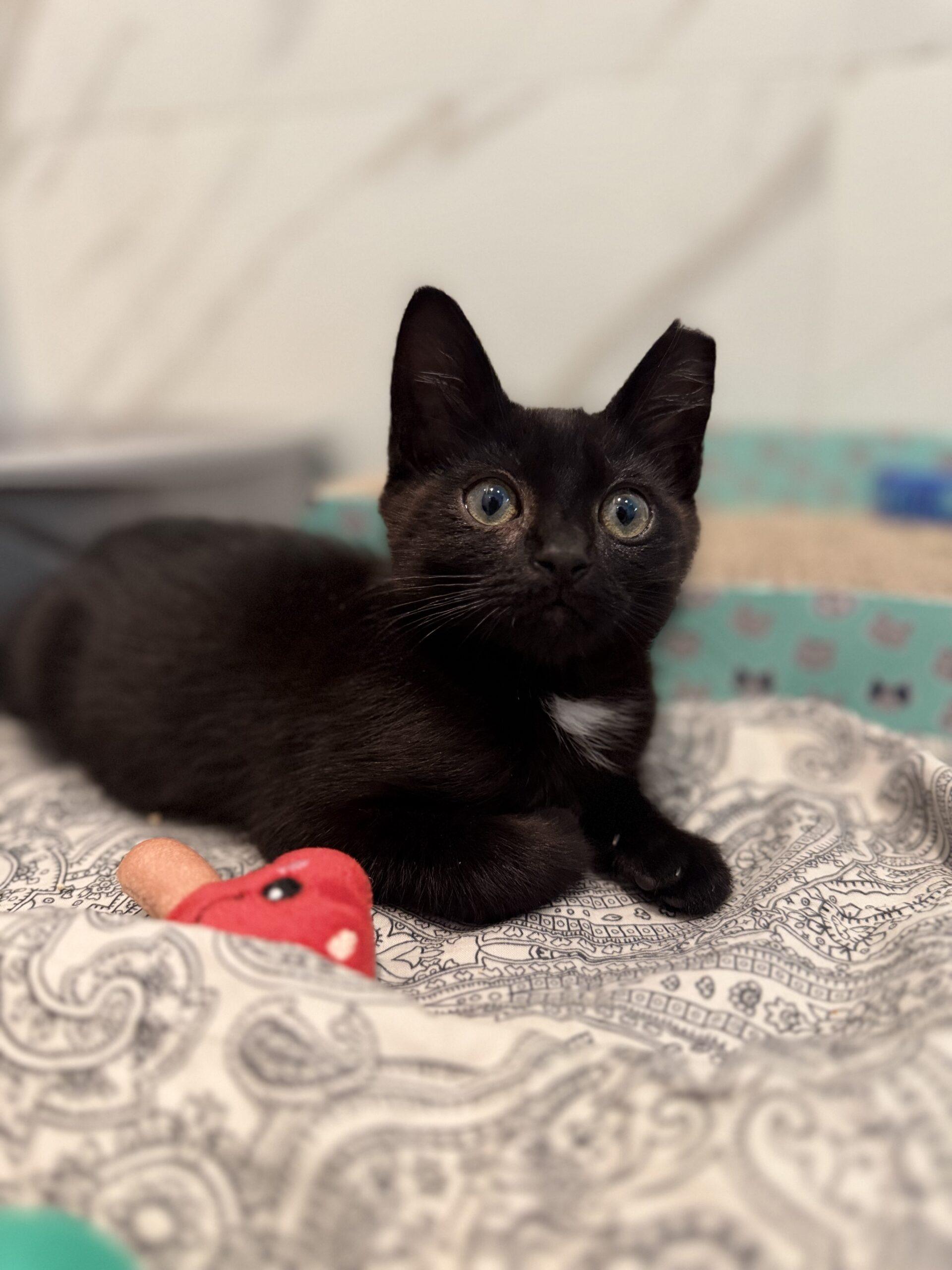Binx