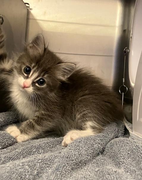 Orca