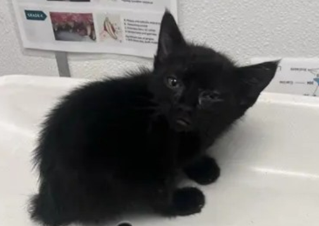 a183935kitten