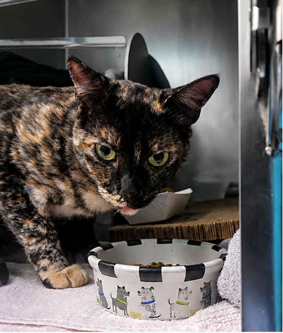 tortoiseshell_cat_1