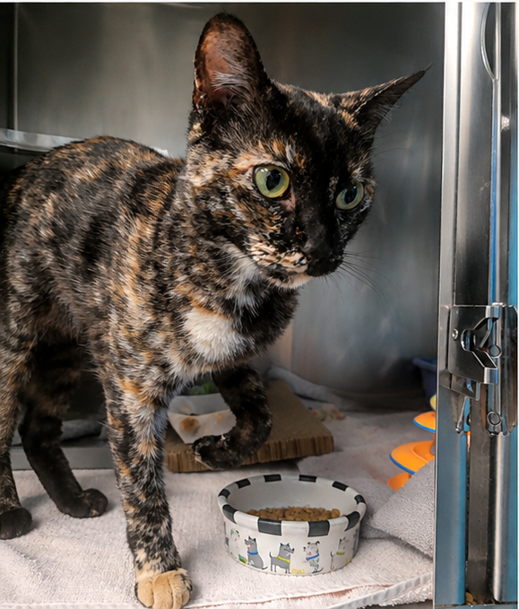 tortoiseshell_cat_3