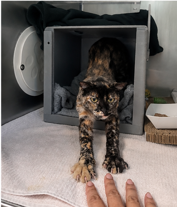 tortoiseshell_cat_4