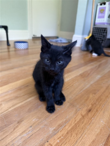 Pepper
