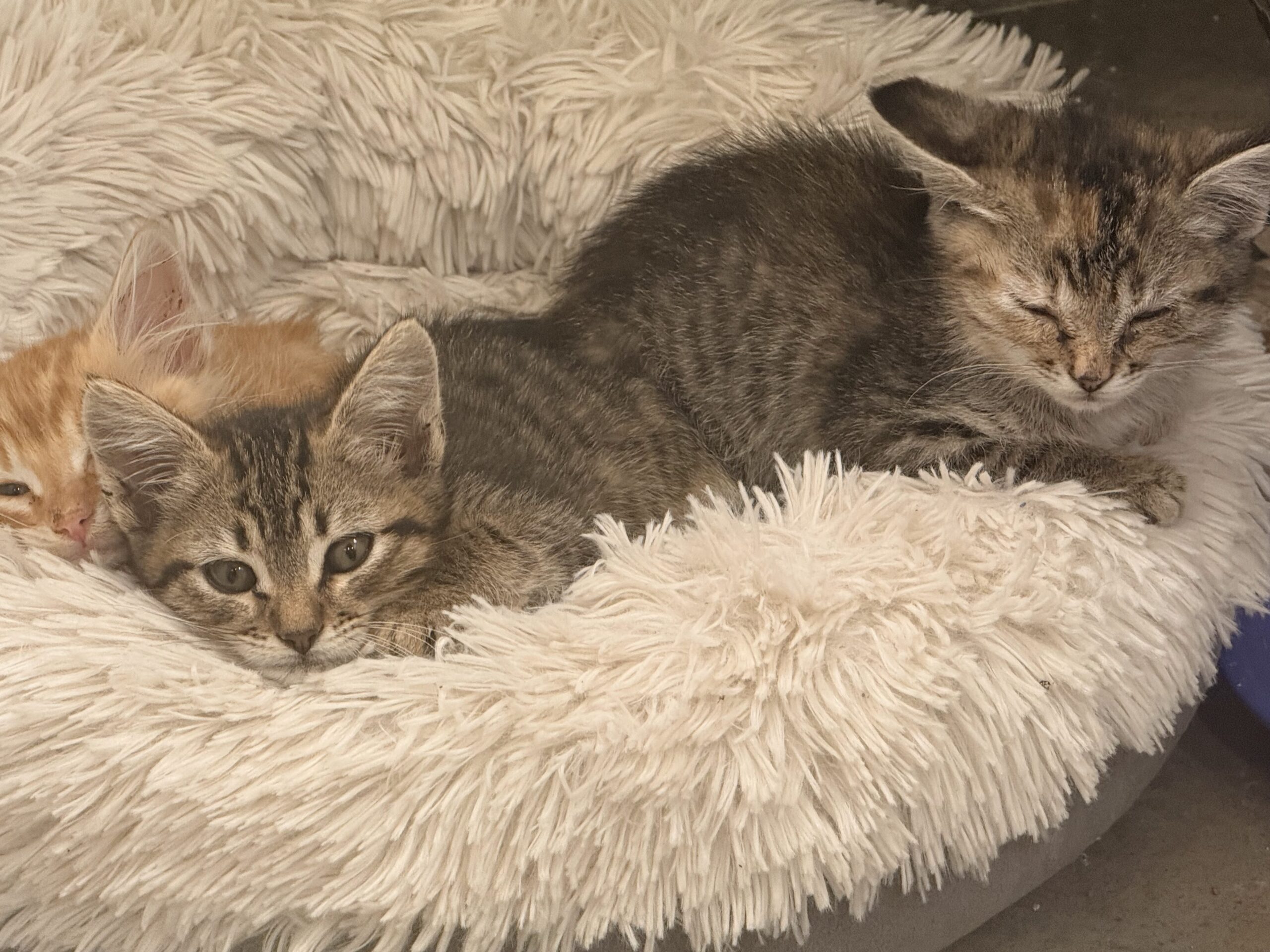 tabbitha and cordelia