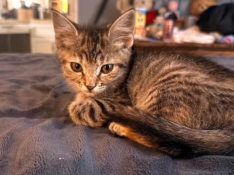 tabitha