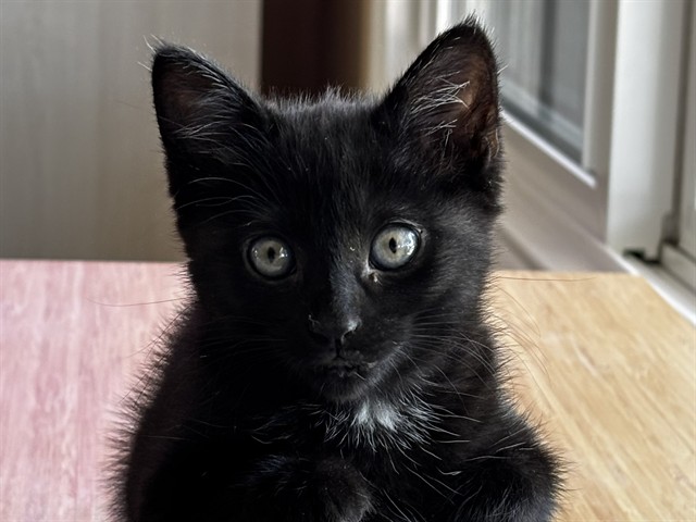 PEPPER